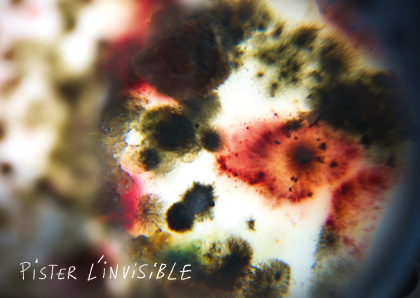 Pister l'invisible : une résidence d'artistes pour interroger collectivement notre rapport au vivant